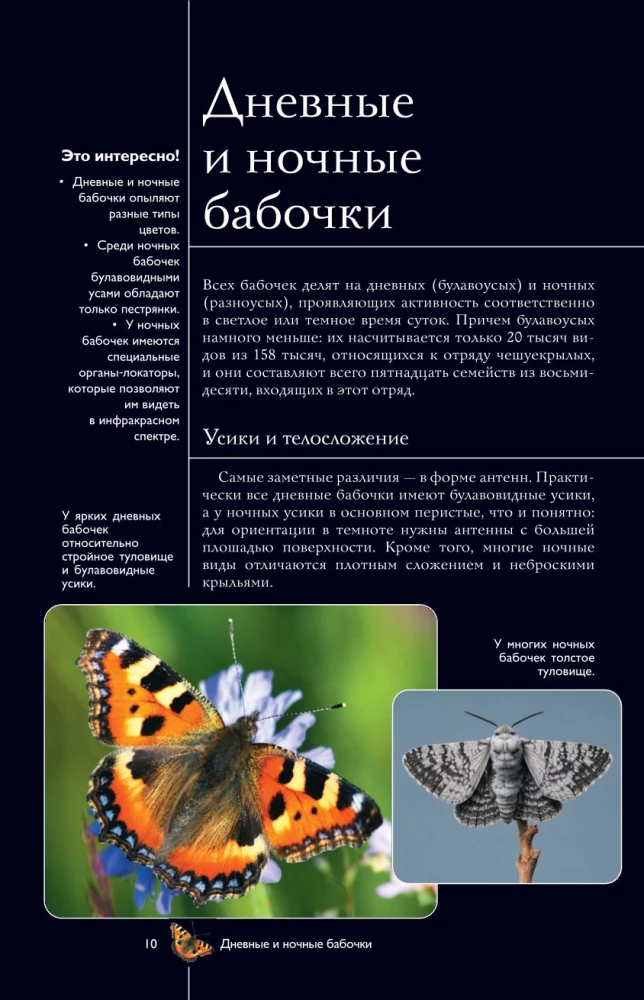 Butterflies. An Illustrated Guide